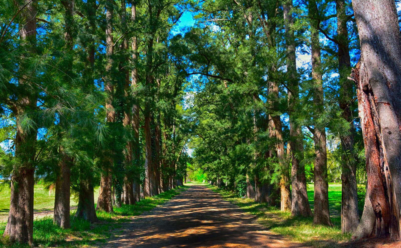 Nikon D7100 sample photo. Tree, nature, wood photography