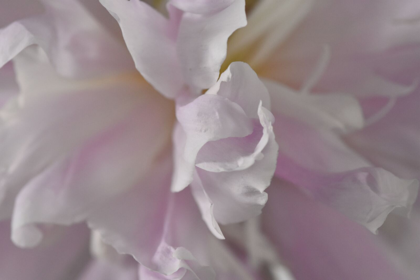 Nikon D7200 sample photo. Pink, peony, close up photography