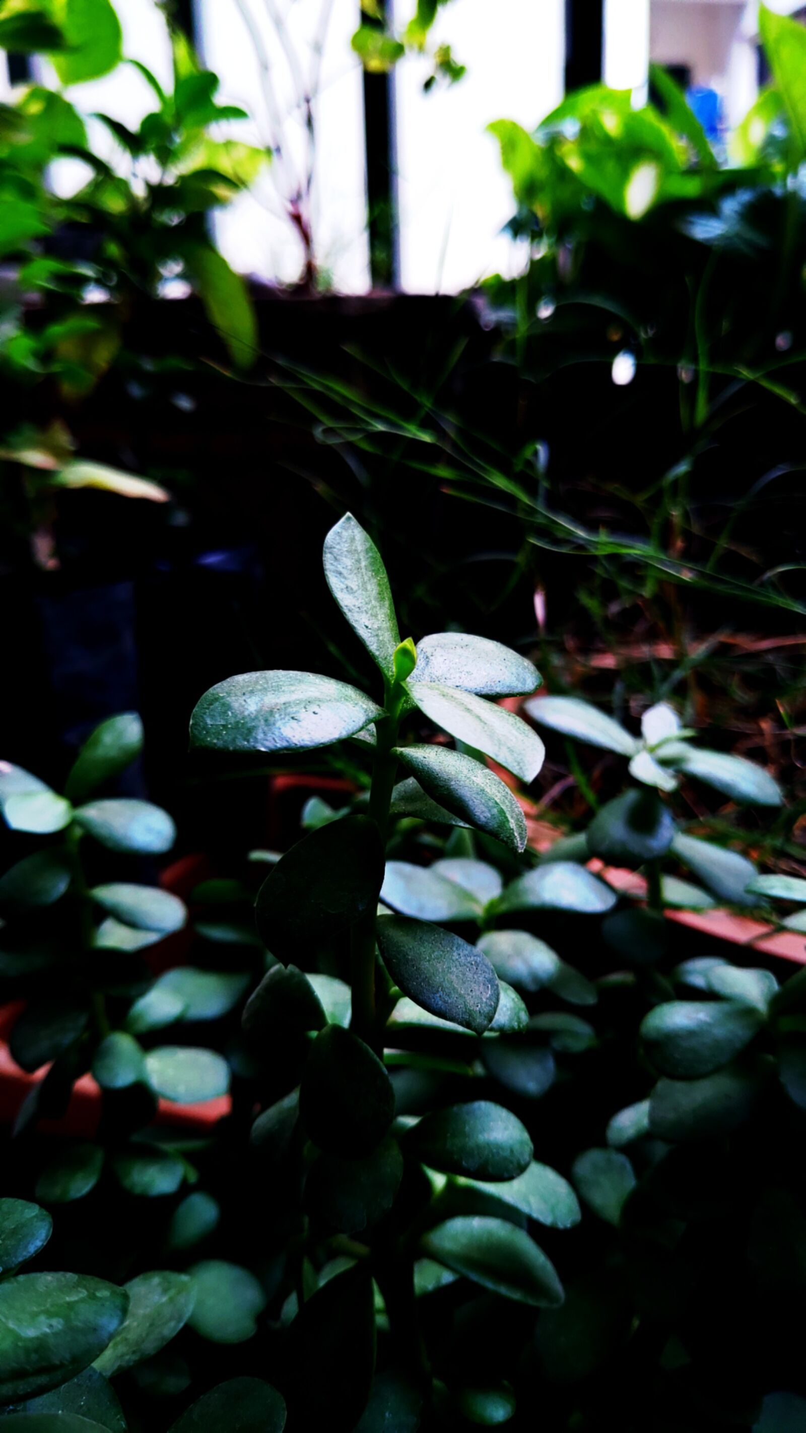 ASUS ZenFone 5Z (ZS620KL) (WW) / 5Z (ZS621KL) (IN) sample photo. Nature, greenplants, greenery greenwallpapers photography