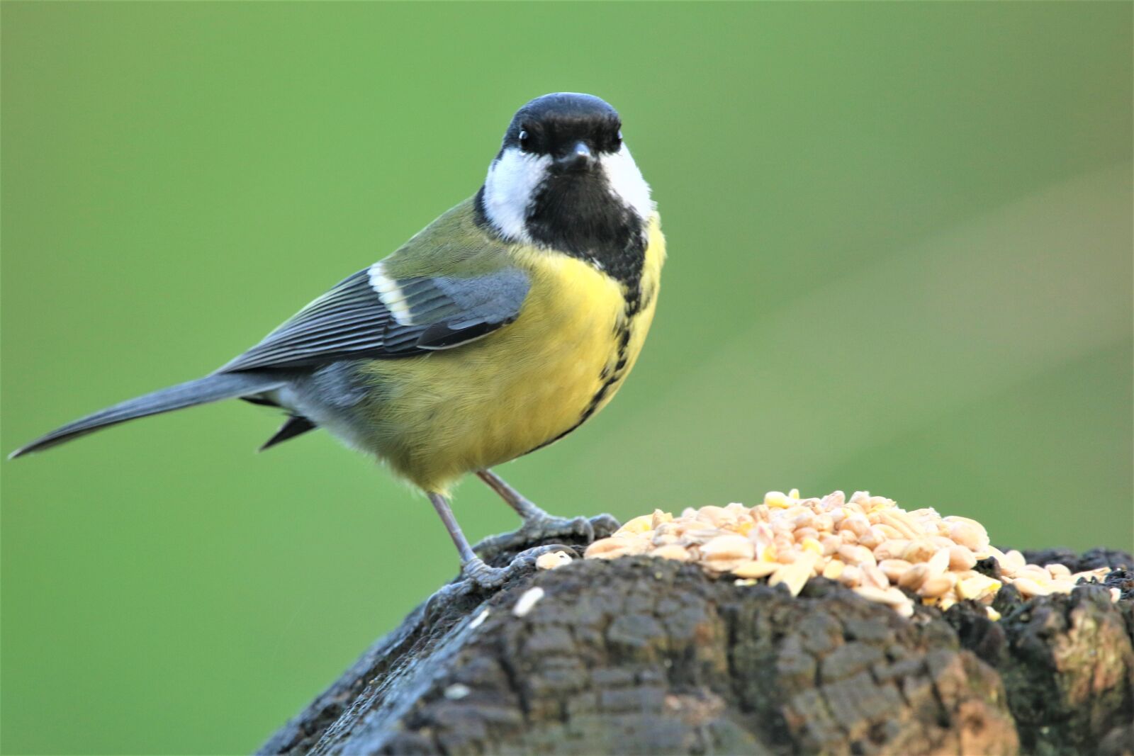 Canon EOS 7D Mark II sample photo. Tit, great tit, bird photography