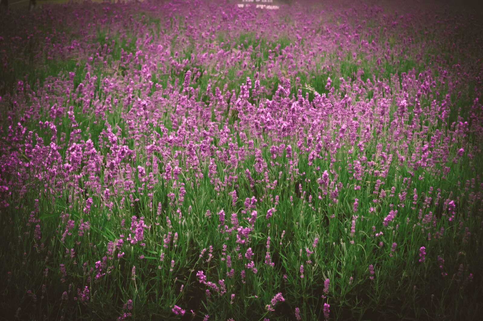 Nikon D3200 sample photo. Beautiful, flowers, bed, of photography
