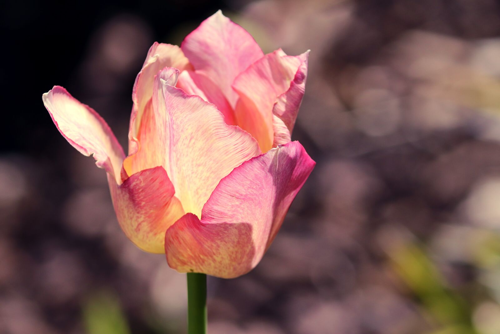 Canon EOS 200D (EOS Rebel SL2 / EOS Kiss X9) sample photo. Tulip, open, blossom photography