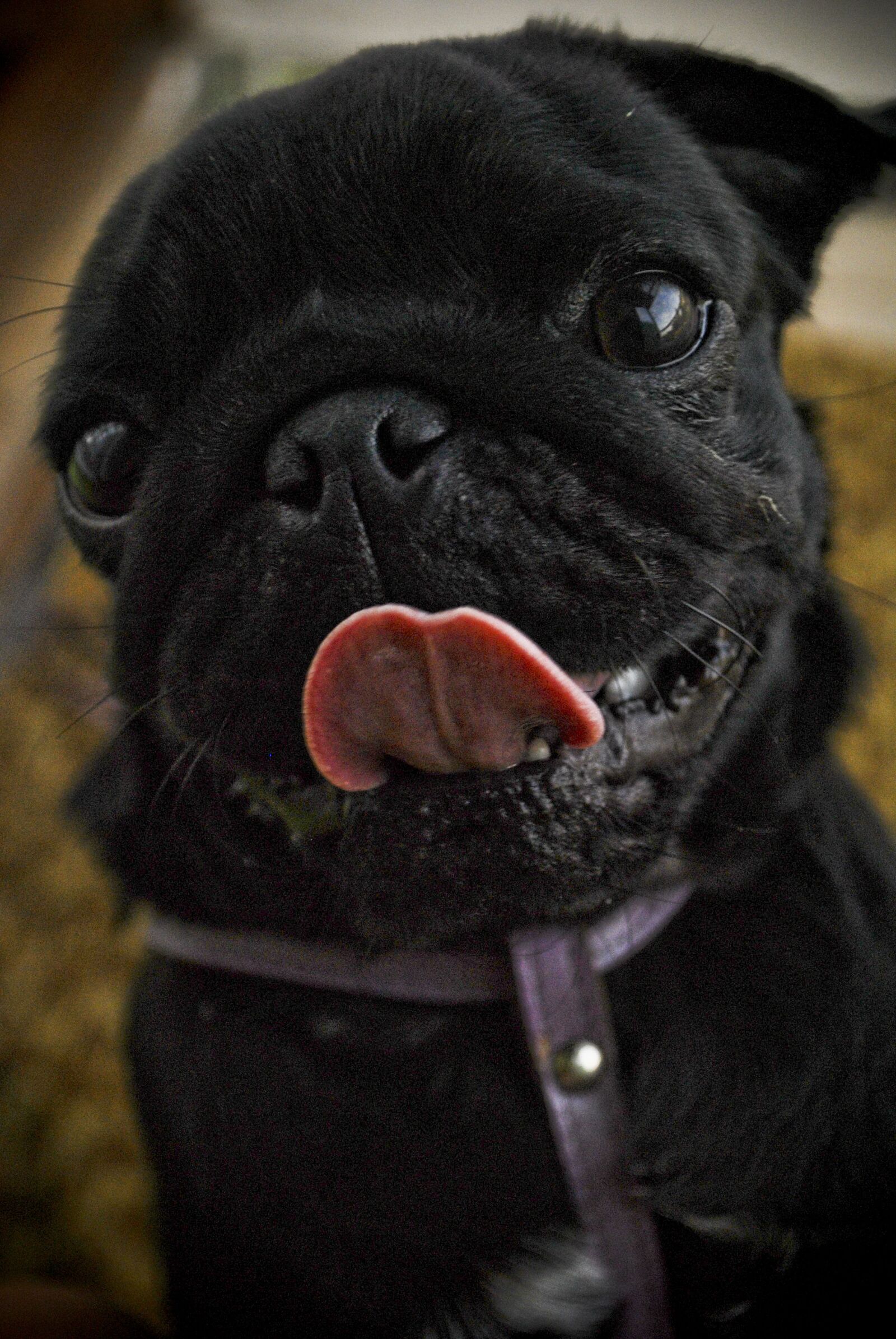 Nikon D3000 sample photo. Dog, pug, doggie photography