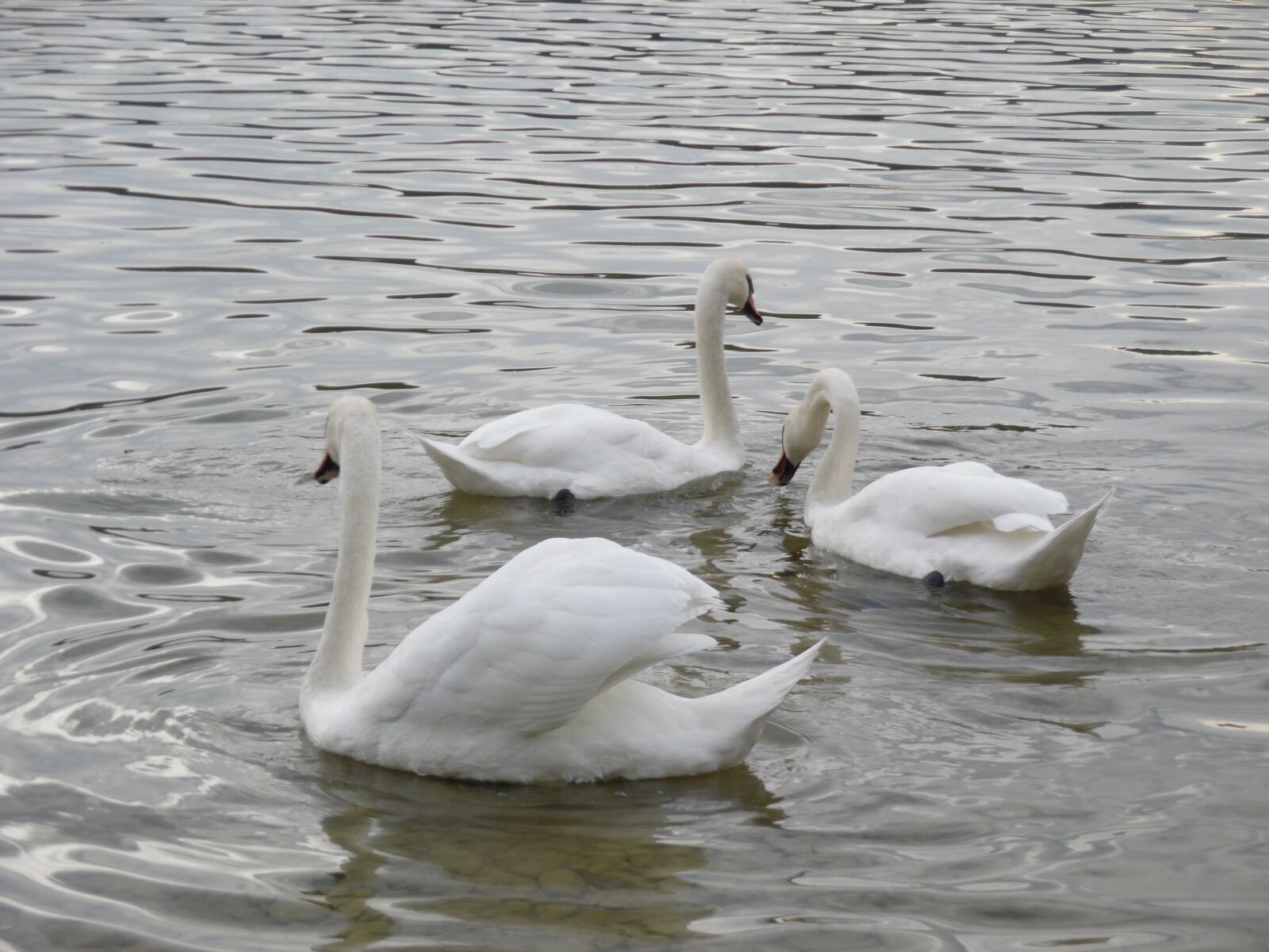 Samsung WB35F/WB36F/WB37F sample photo. Swans, swim, lake photography