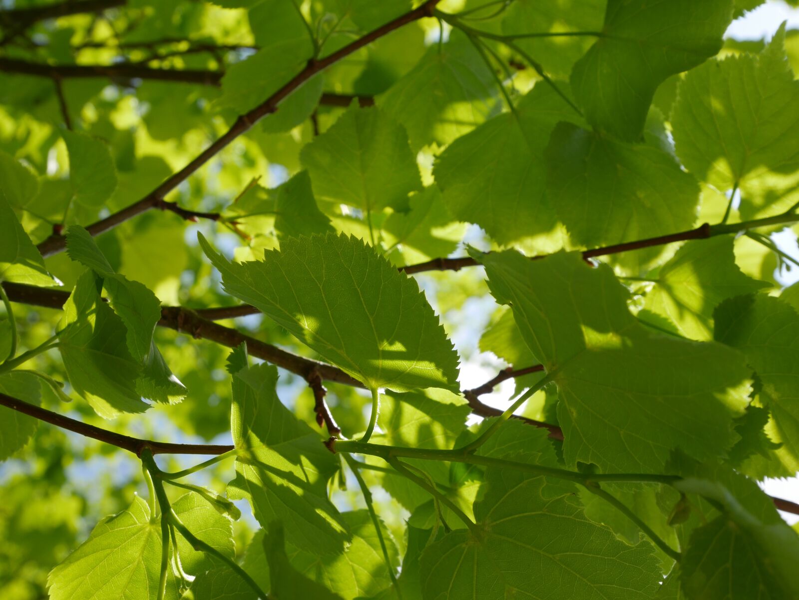 Panasonic Lumix DMC-GM5 sample photo. Leaves, tree, nature photography