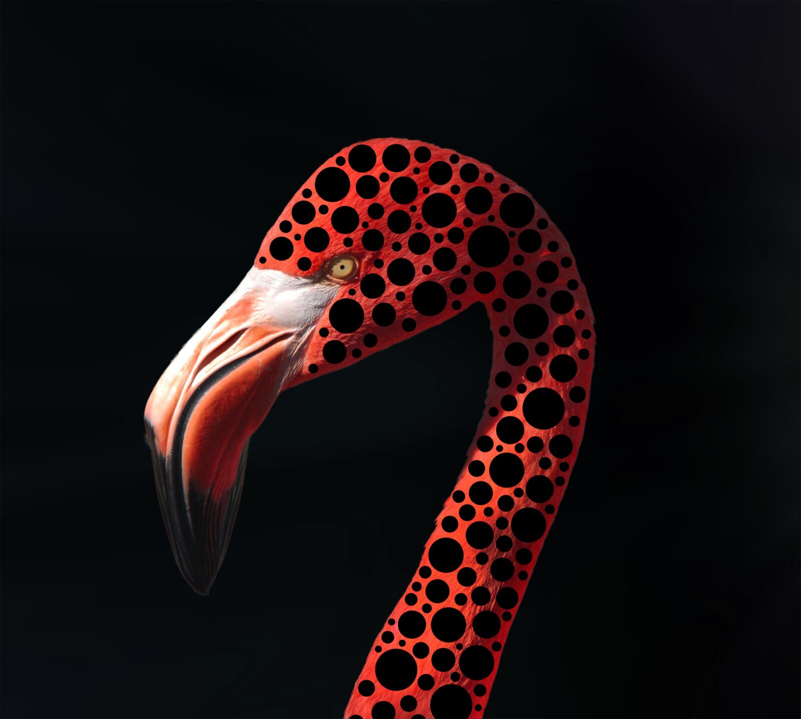 Nikon D60 sample photo. Flamingo, pink, bird photography