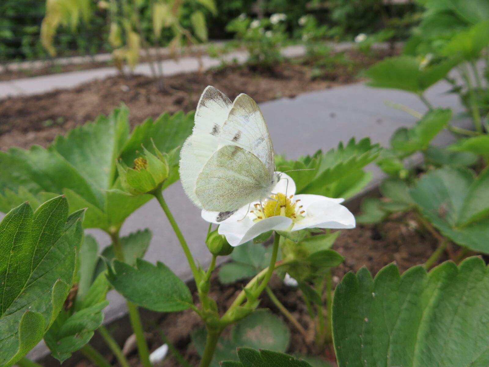 Canon PowerShot SX270 HS sample photo. Butterfly, nature, flower photography