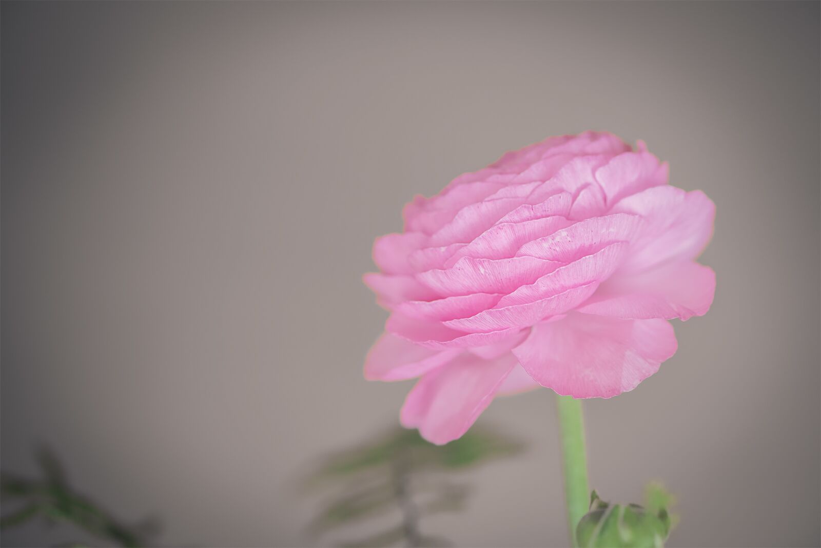 Nikon D750 sample photo. Ranunculus, flower, pink photography