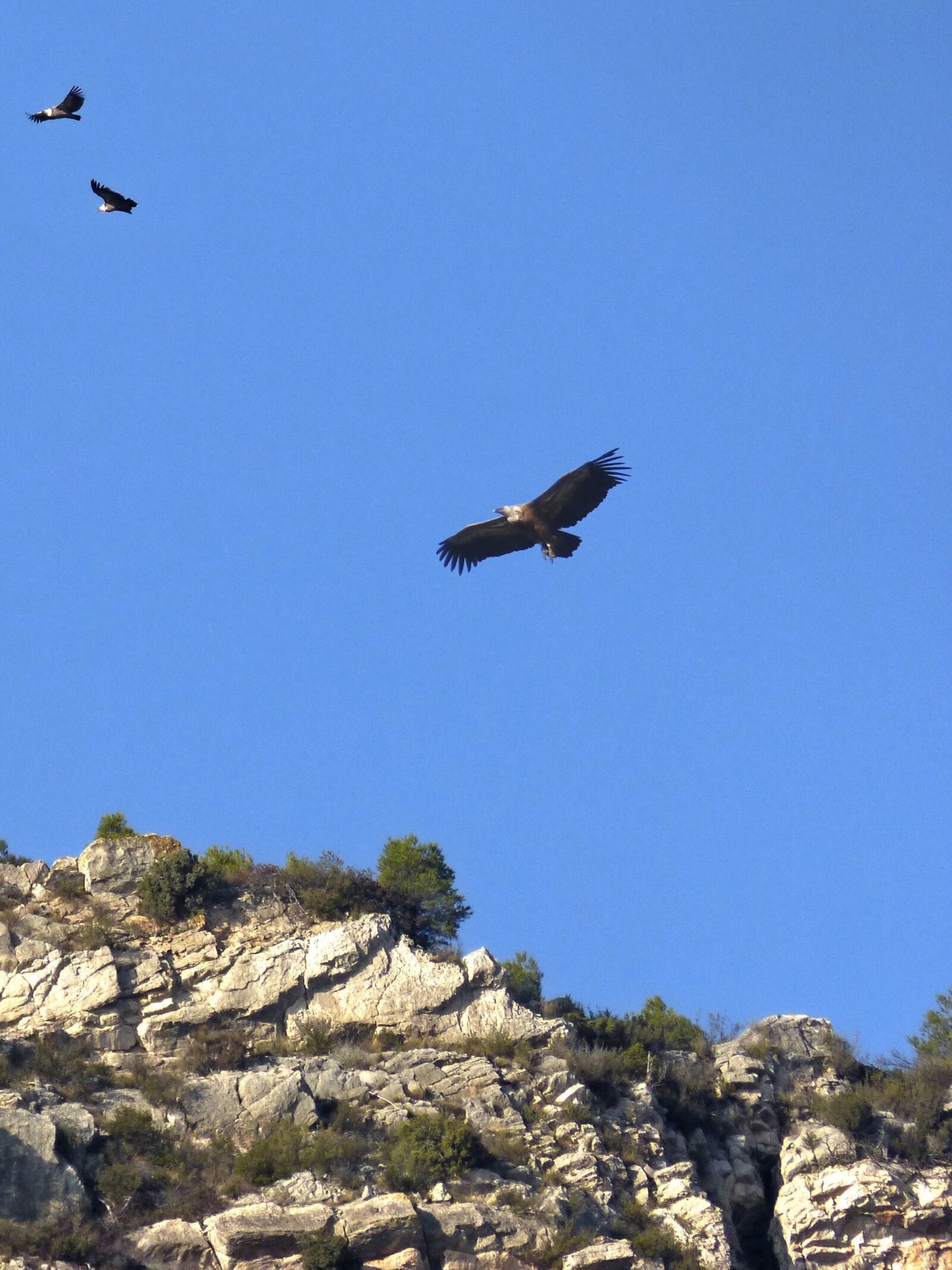 Panasonic DMC-FZ62 sample photo. Vultures, hill, priorat photography