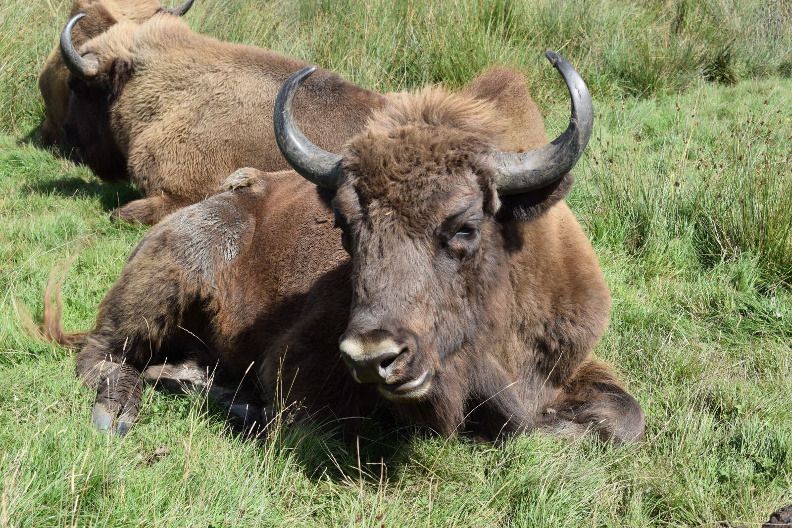 Nikon D3300 sample photo. Buffalo, knowsley safari park photography
