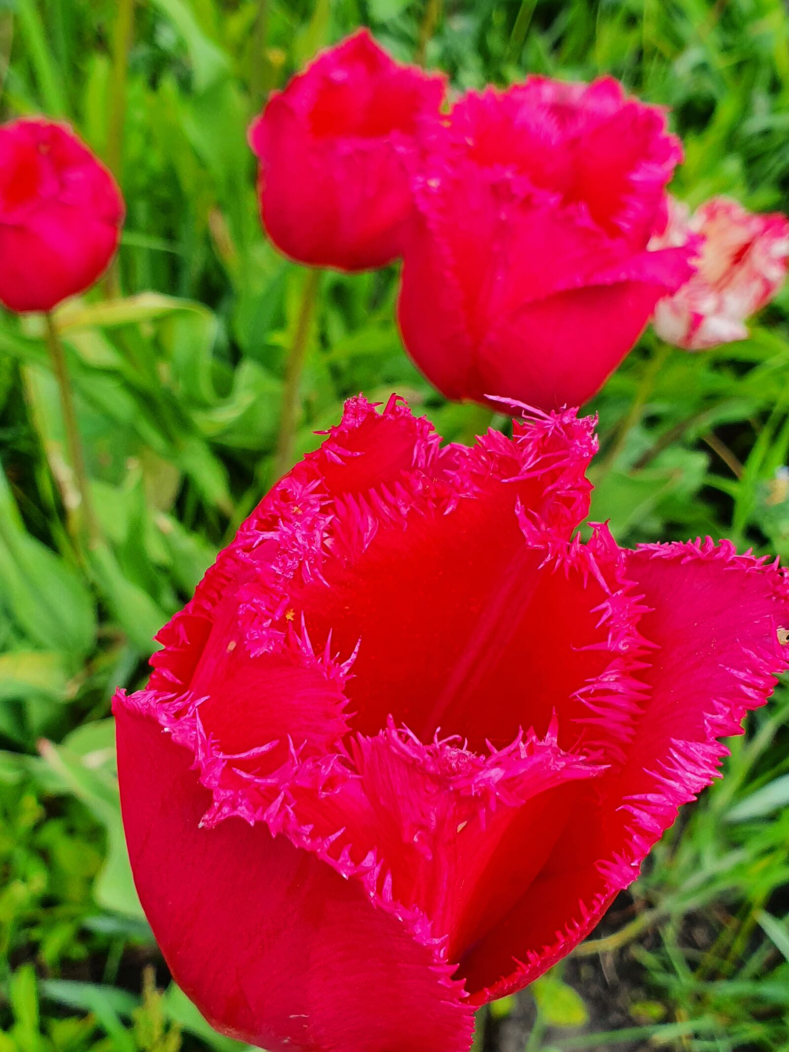Samsung Galaxy S10 sample photo. Tulips, tulip, red photography
