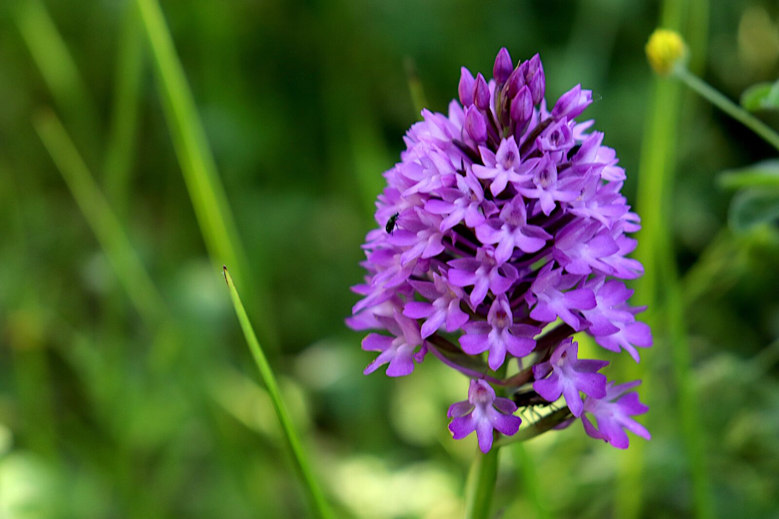 Canon EOS 800D (EOS Rebel T7i / EOS Kiss X9i) sample photo. Orchid, prairie plant, fields photography