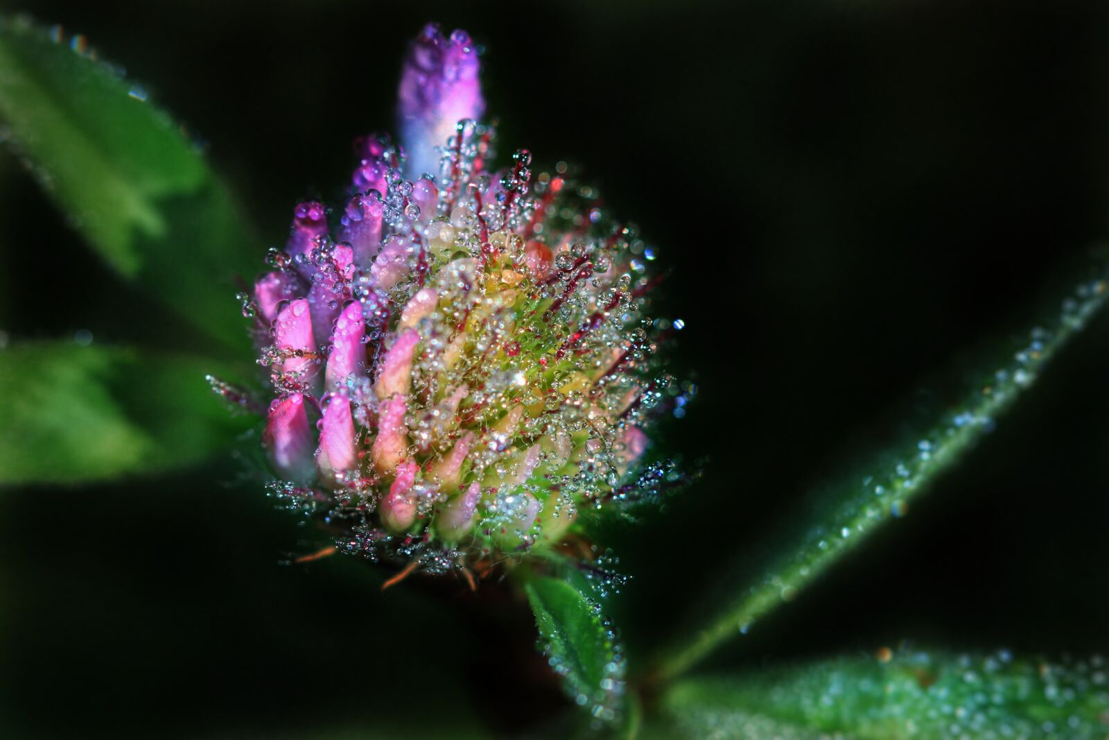 Canon EOS 500D (EOS Rebel T1i / EOS Kiss X3) sample photo. Klee, blossom, bloom photography