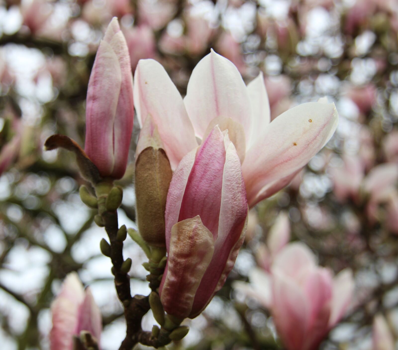 Canon EF-S 17-85mm F4-5.6 IS USM sample photo. Magnolia, pink, magnolia blossom photography