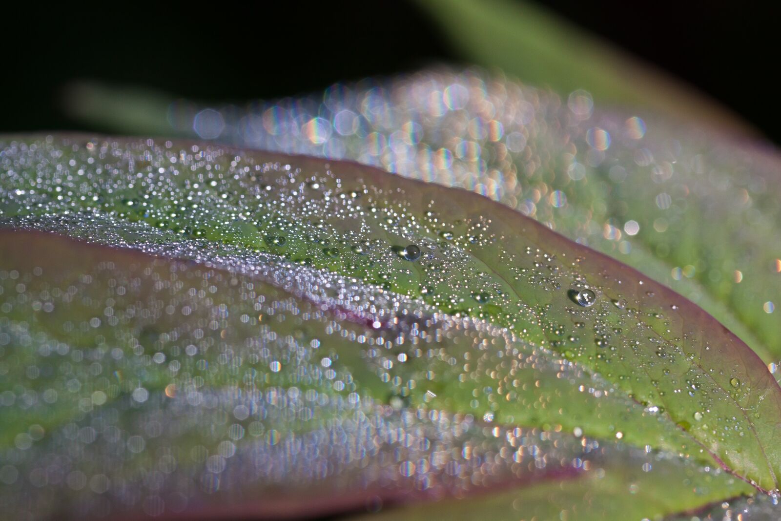 Canon EOS 50D sample photo. Dew, dewdrop, morgentau photography