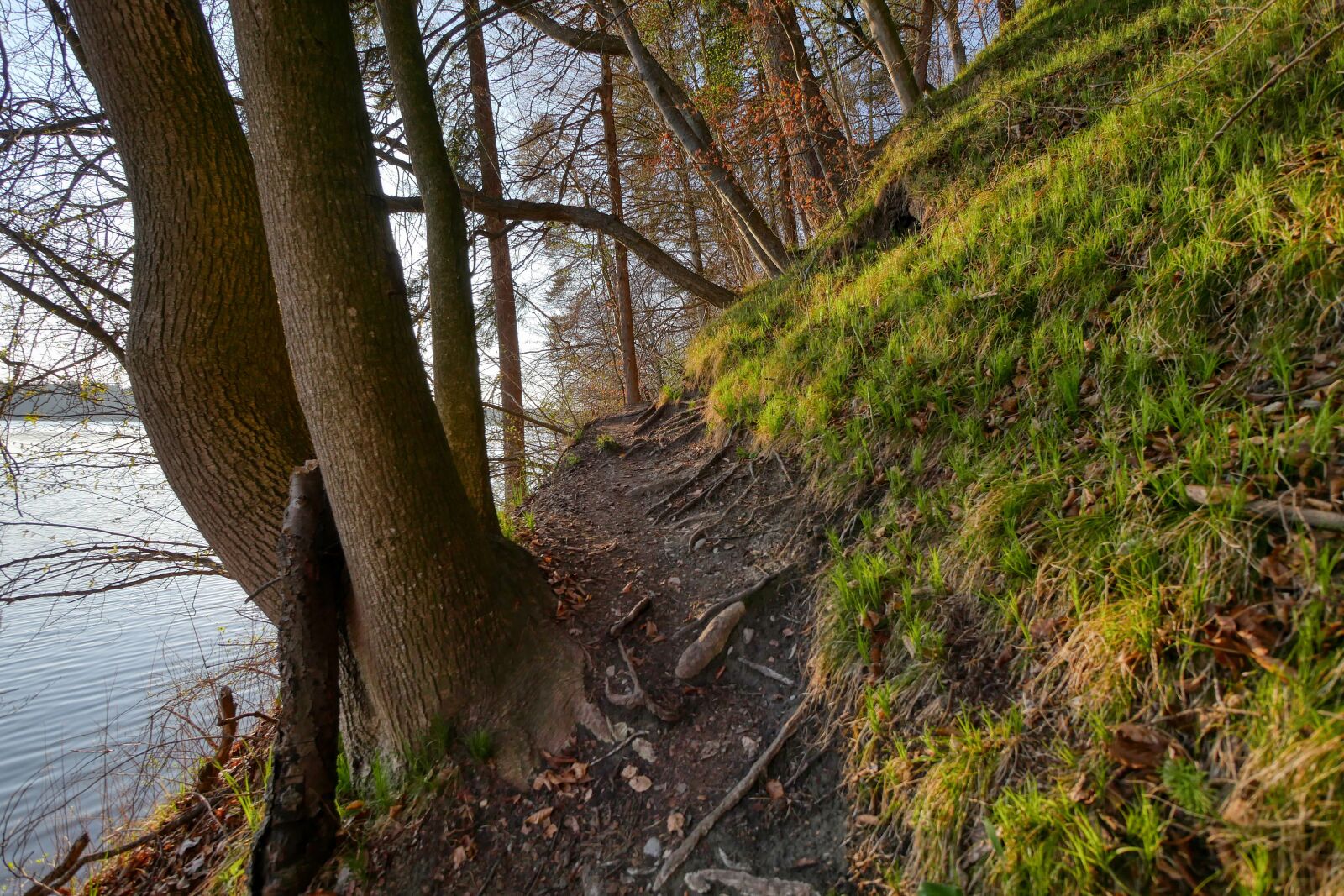 Panasonic Lumix DMC-GX8 sample photo. Forest, spring, sprout photography