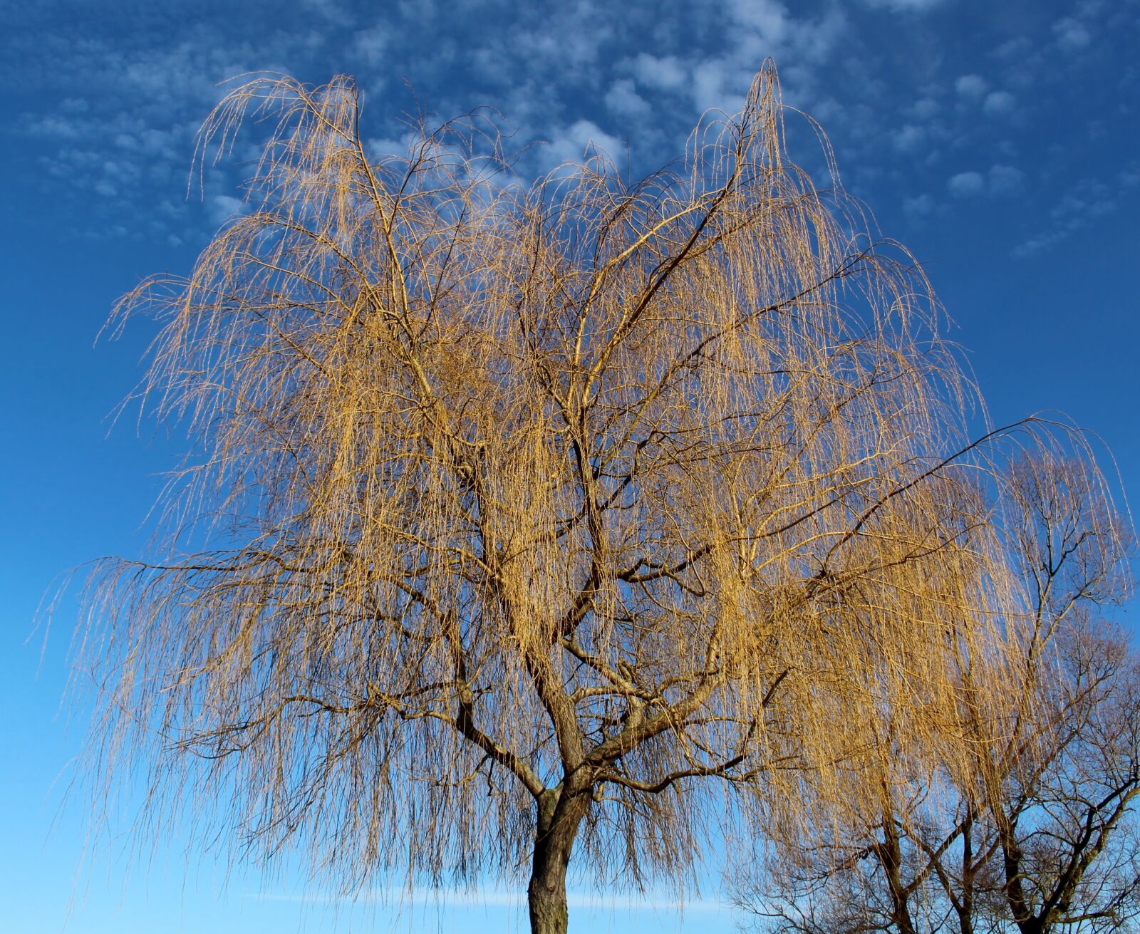 Canon EOS 700D (EOS Rebel T5i / EOS Kiss X7i) sample photo. Tree, pasture, weeping willow photography