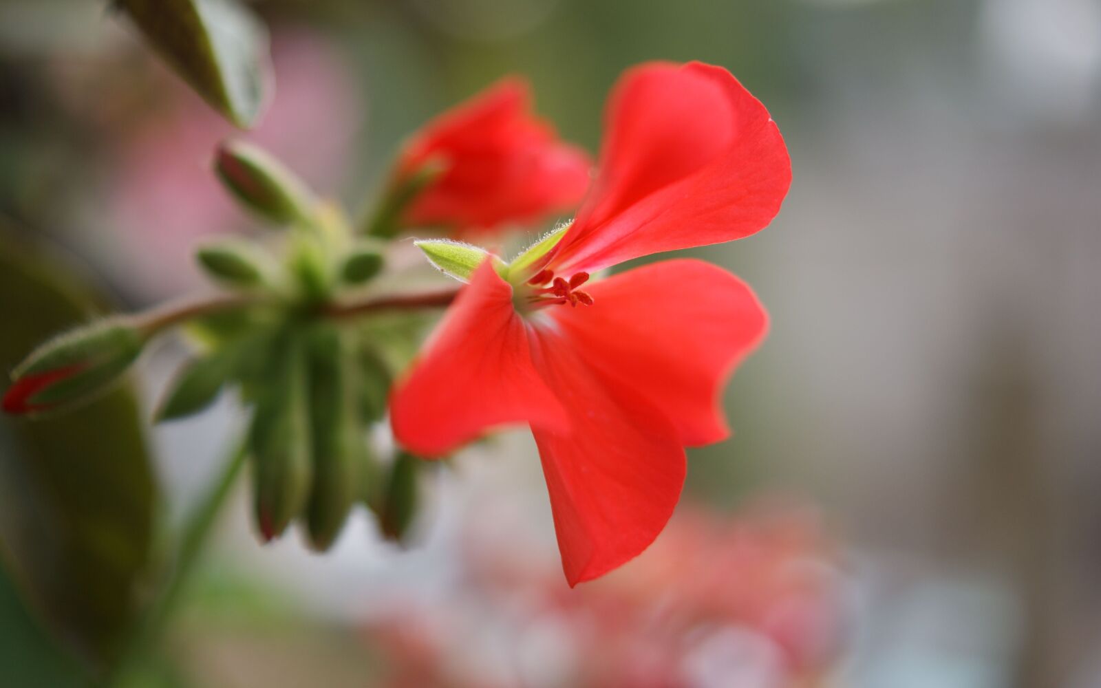 Sony Alpha DSLR-A350 sample photo. Flora, fauna, macro photography