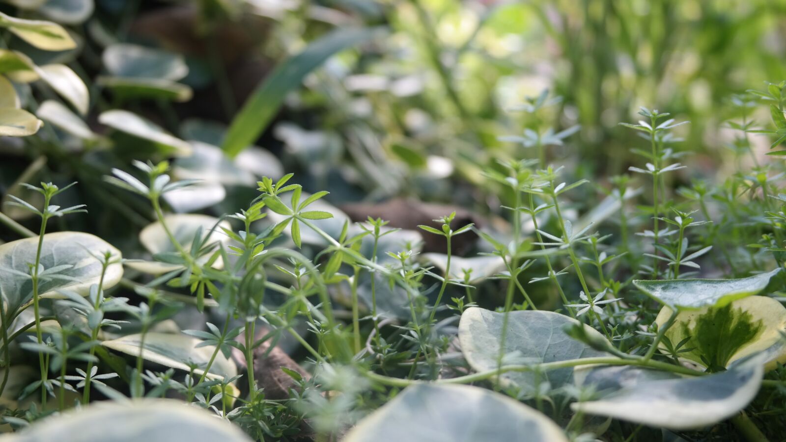 Samsung NX300 sample photo. Macro, grass, within photography