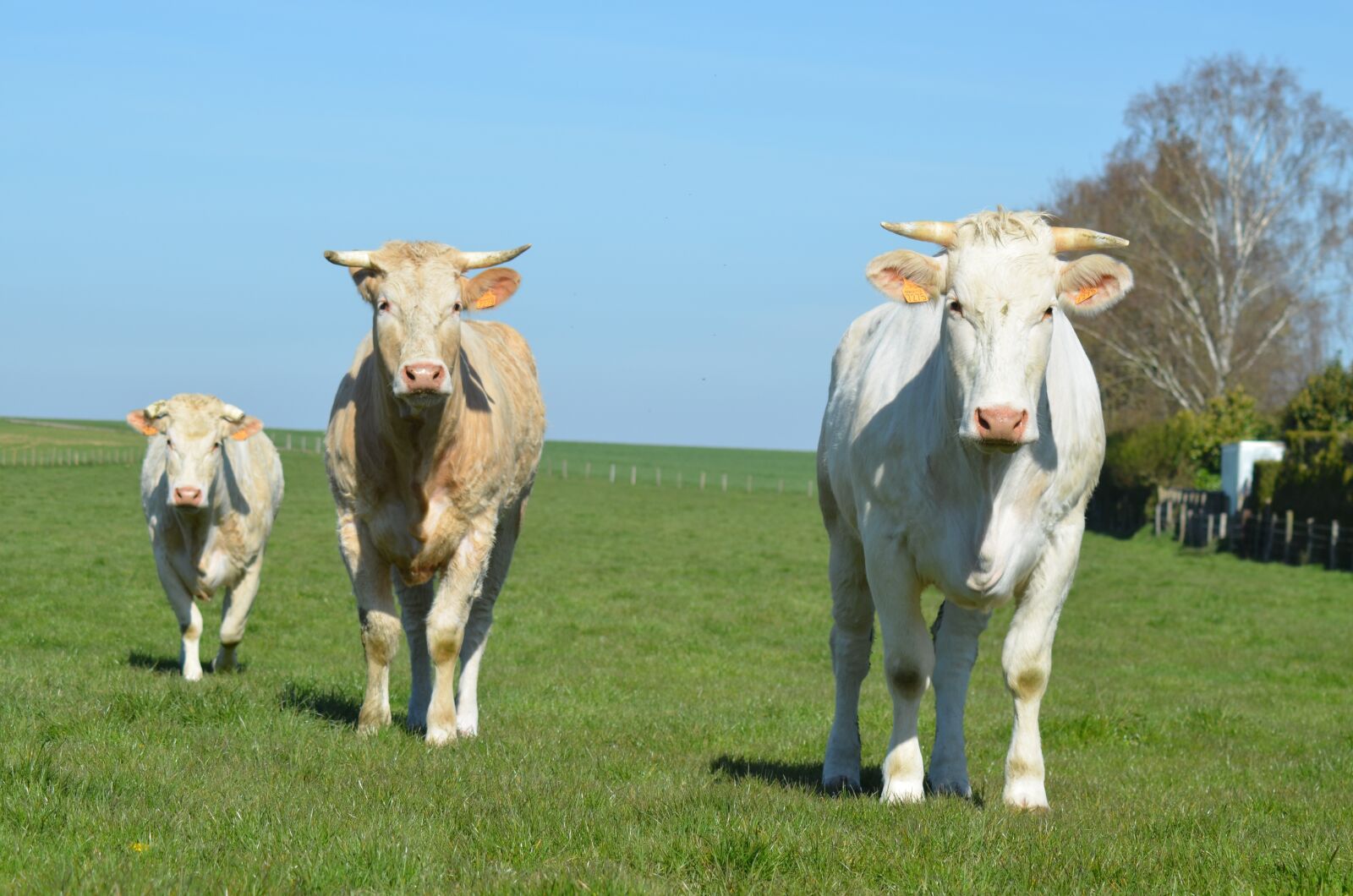 Nikon D5100 sample photo. Cow, agriculture, breeding photography