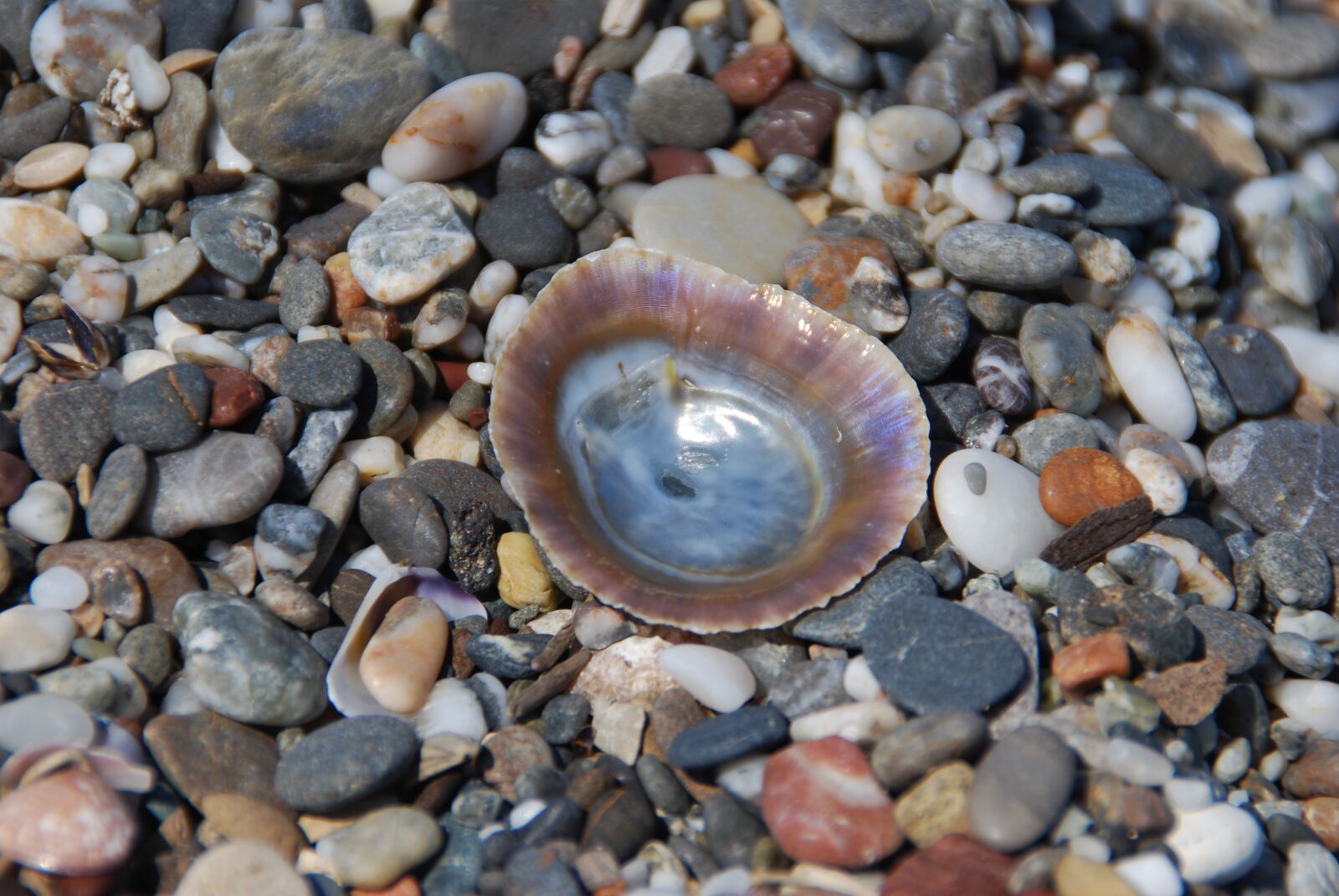 Nikon D60 sample photo. Stones, beach, shell photography