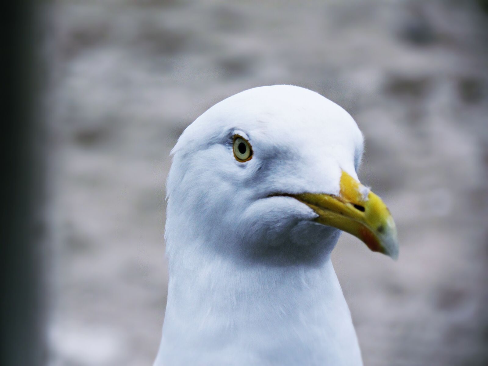 Canon PowerShot SX30 IS sample photo. Seagull, beach, sand photography
