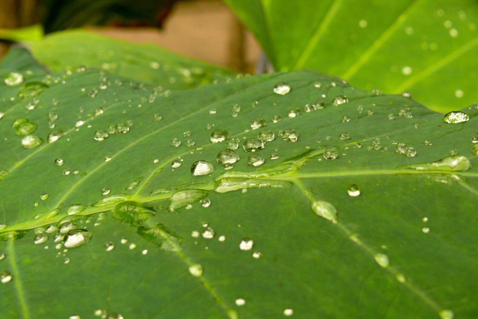 Panasonic DMC-FZ50 sample photo. Dew, wet, nature photography