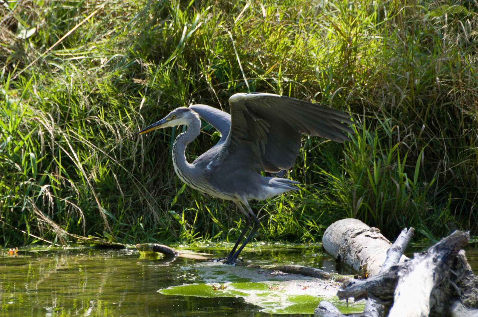 Nikon D7000 sample photo. Grey heron, bird, nature photography