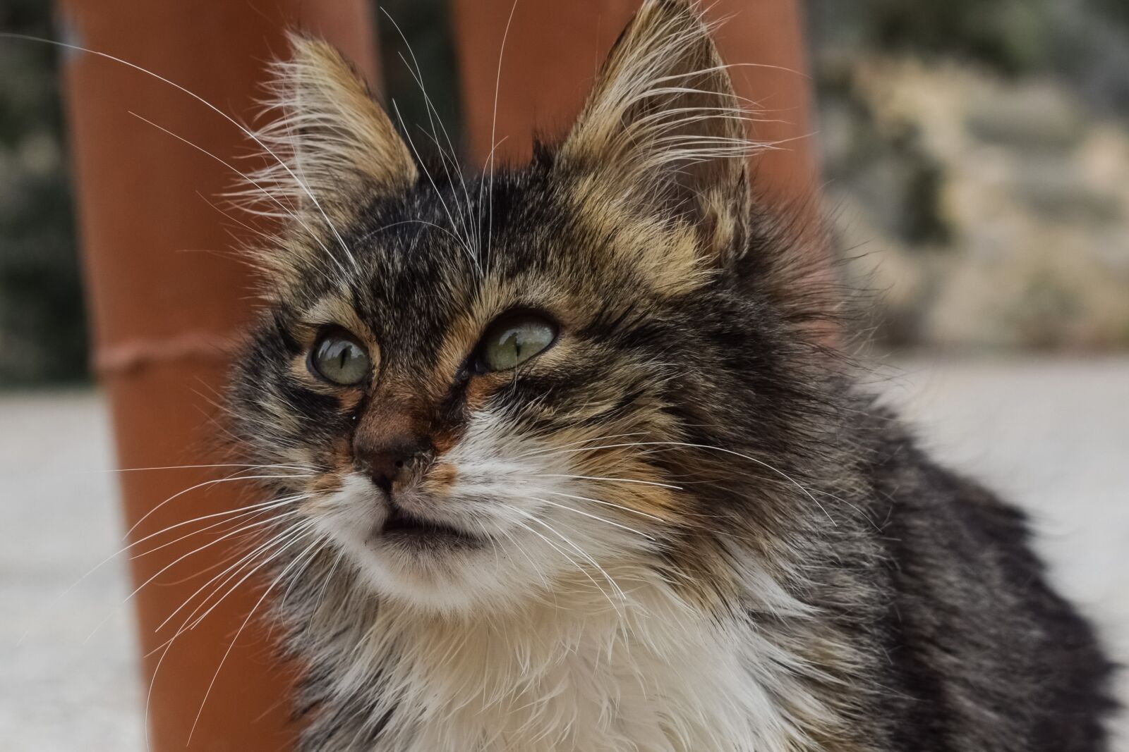 Nikon D3300 sample photo. Cute, animal, cat photography