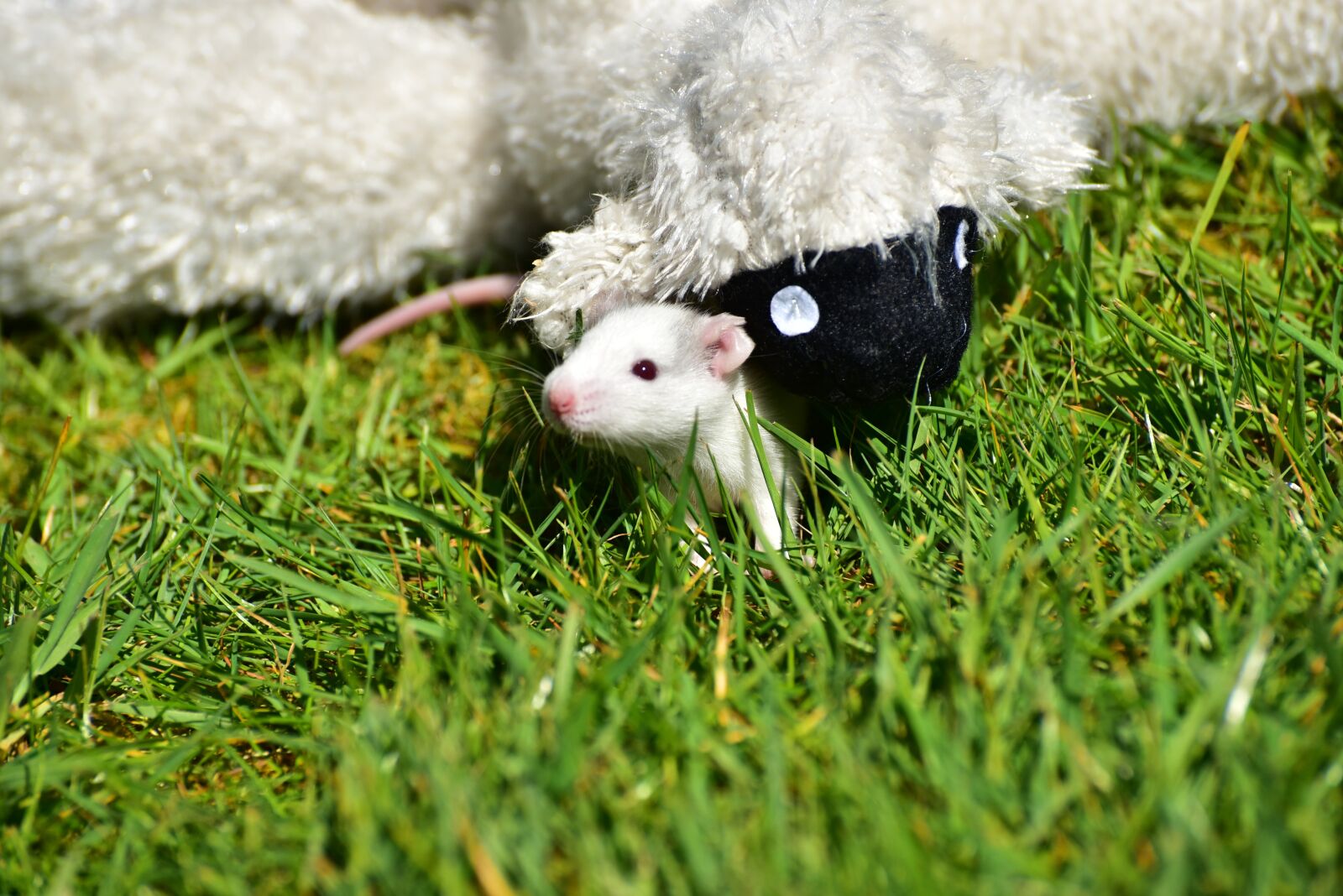 Nikon D750 sample photo. Rat, baby rats, needy photography