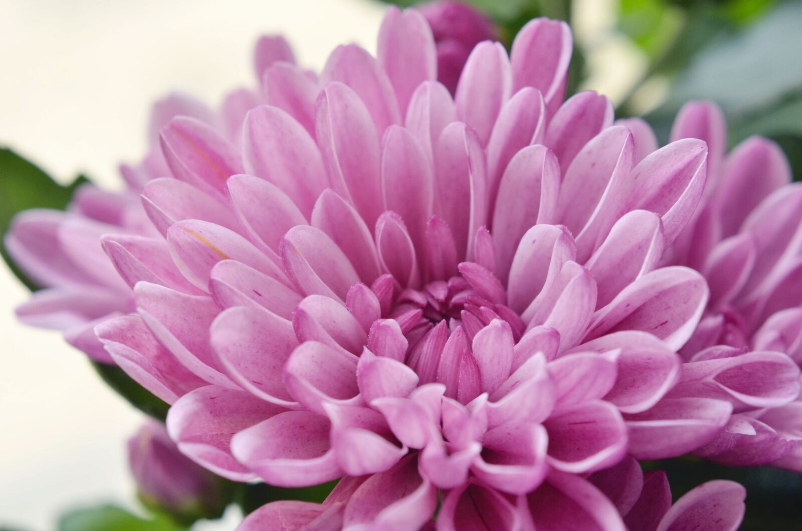 Nikon D7000 sample photo. Flower, the chrysanthemum, pink photography
