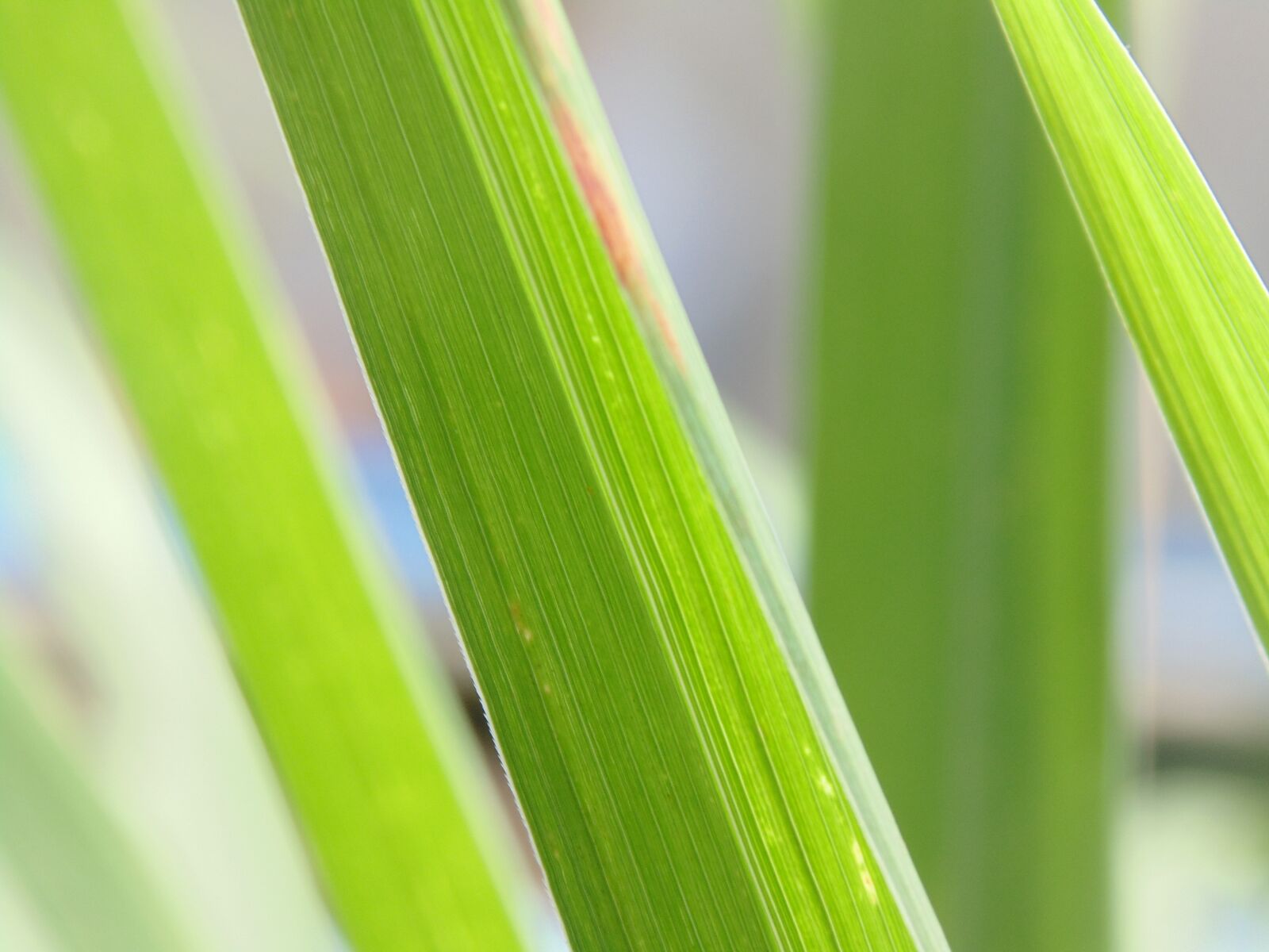 Sony Cyber-shot DSC-H200 sample photo. Macro, leaves, green photography