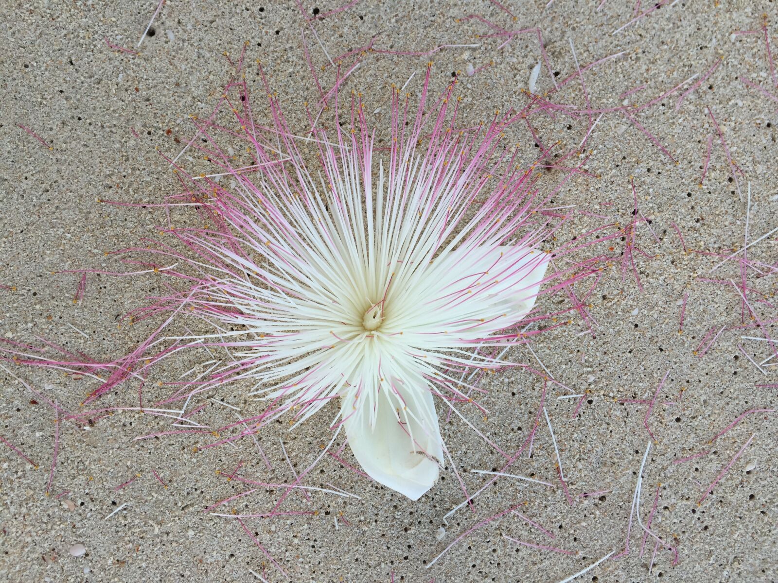 Apple iPhone 6 sample photo. Sand, beach, flowers photography