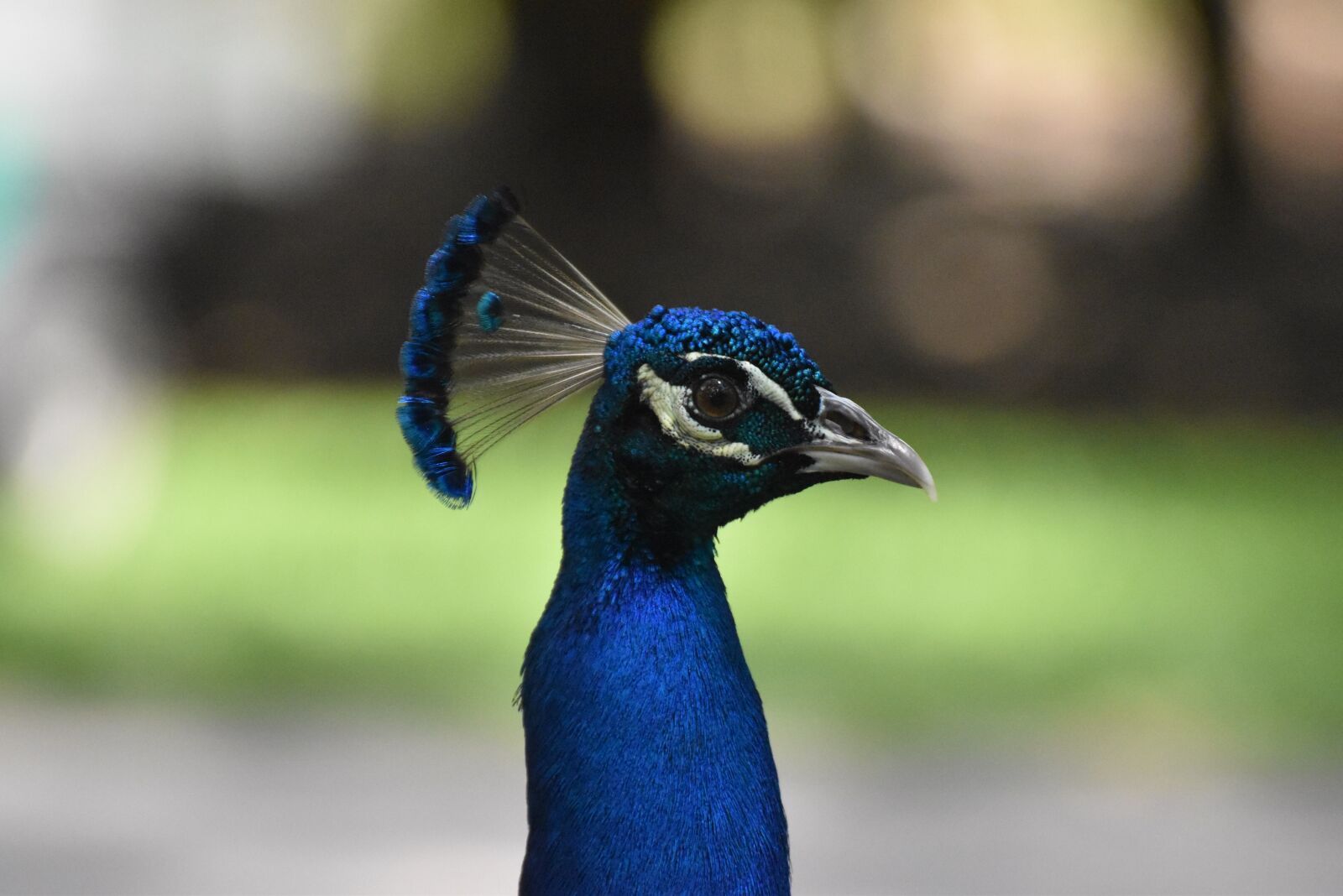 Nikon D5500 sample photo. Peacock, bird, zoo photography