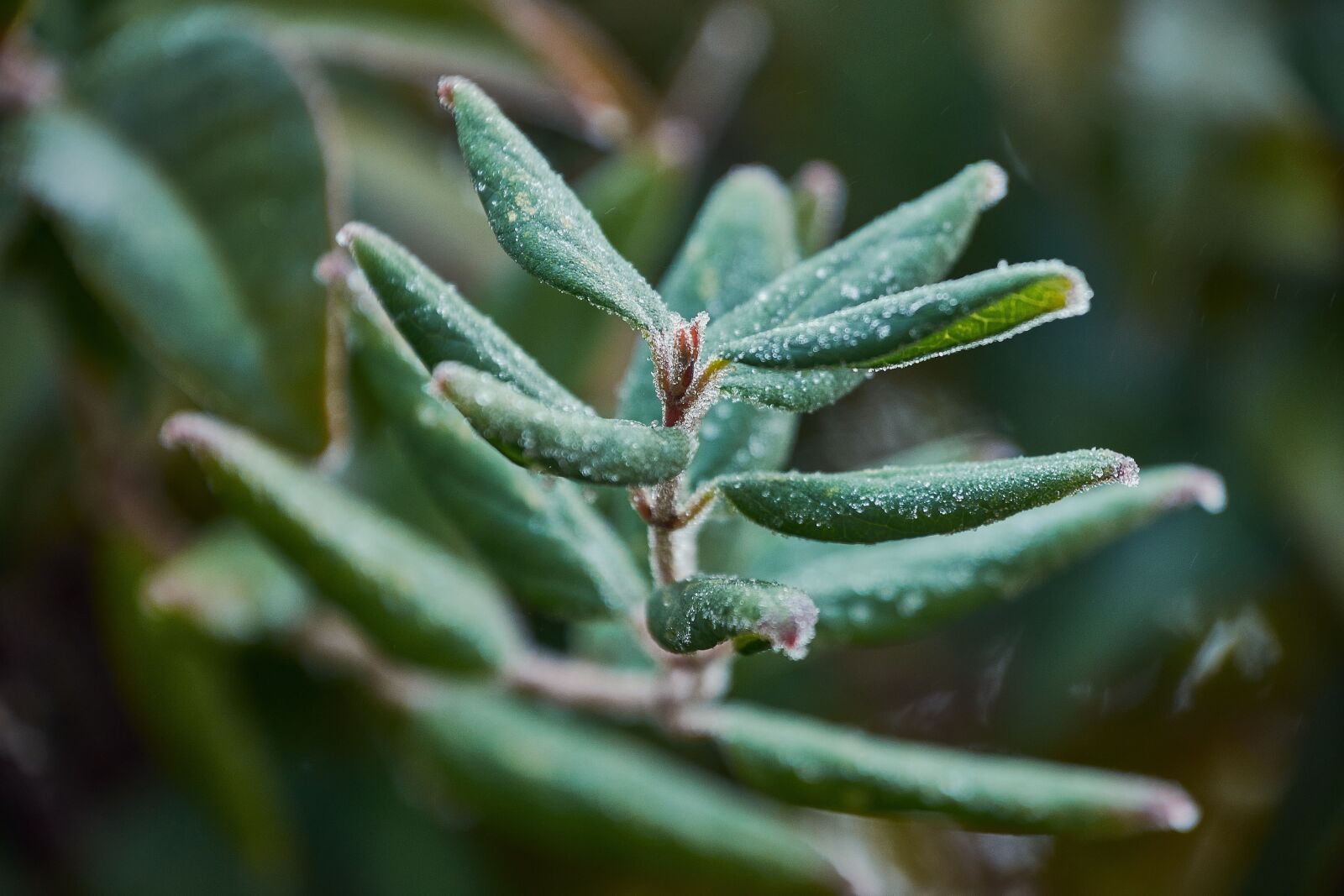 Nikon D7200 sample photo. Buds ice cream, garden photography