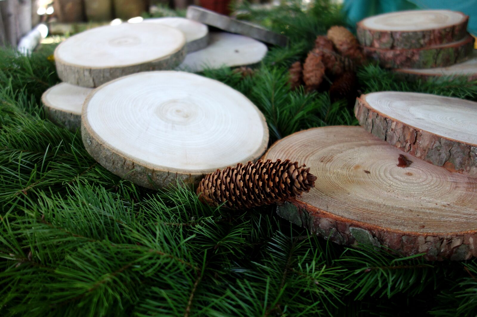 Sony Cyber-shot DSC-RX100 sample photo. Wood, pine cone, cones photography