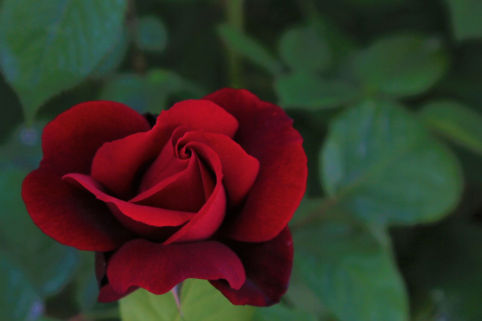 Canon EF 24-105mm F4L IS USM sample photo. Rose, spring, flower photography
