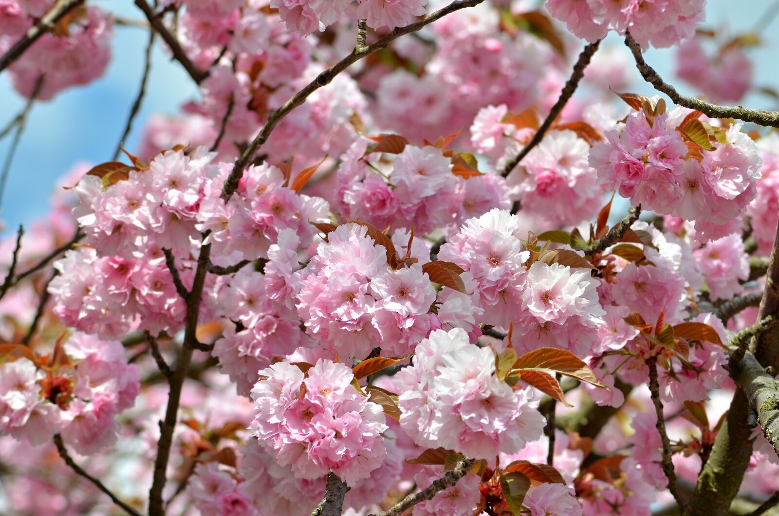 Nikon D5100 sample photo. Sakura, flowering tree, japan photography