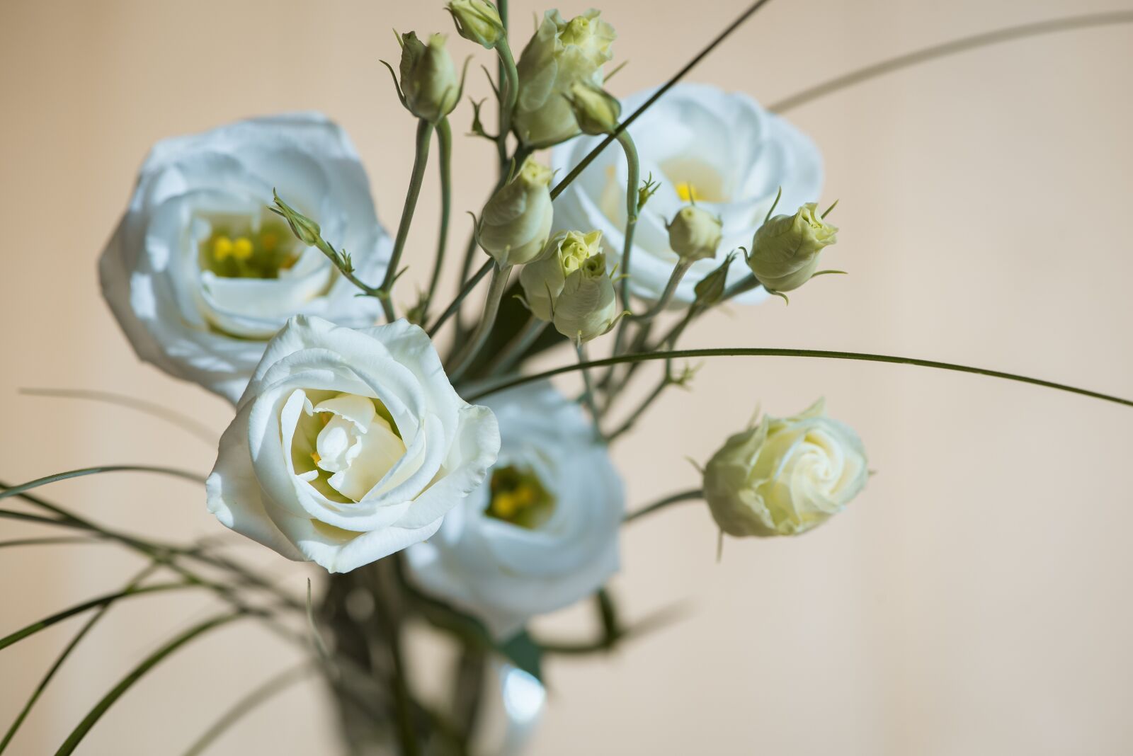 Nikon D750 sample photo. Lisianthus, flower, blossom photography
