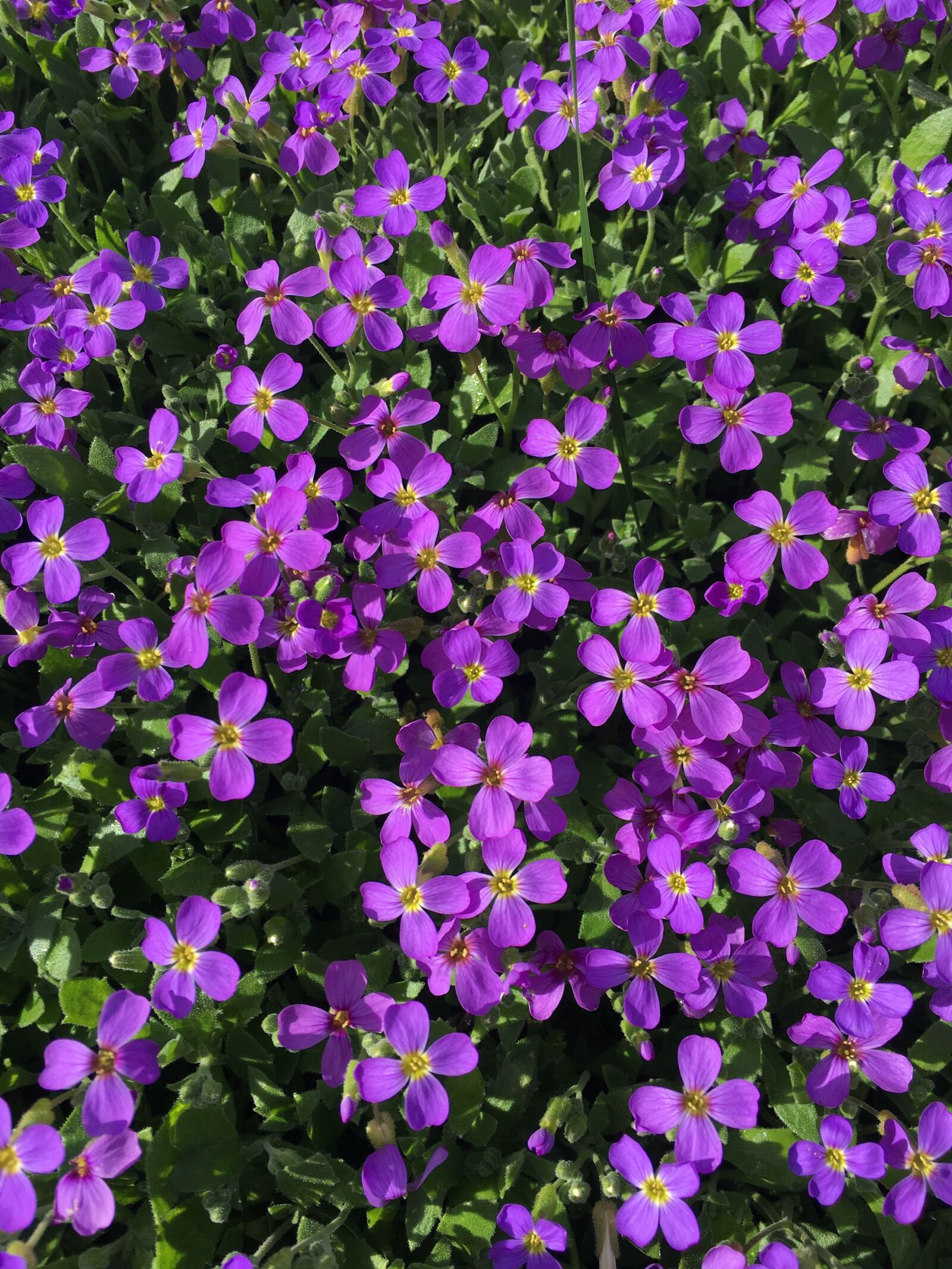 Apple iPhone 6s sample photo. Purple, flower, violet photography