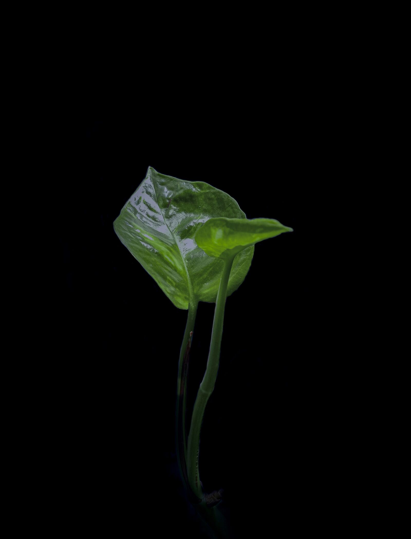 Realme C2 sample photo. Money plant, dark background photography