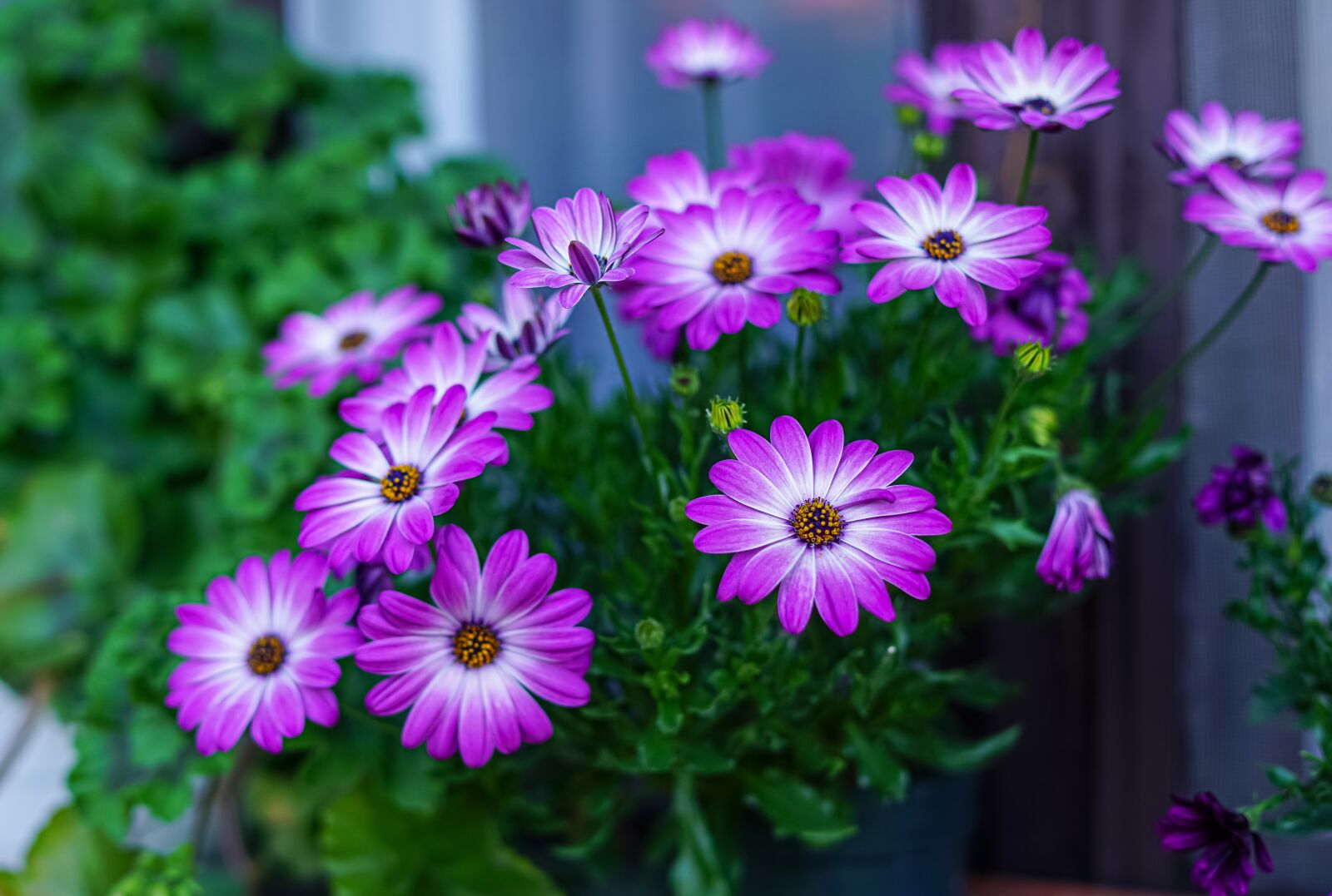 Samyang AF 35mm F1.4 FE sample photo. Gerbera, purple, bouquet photography