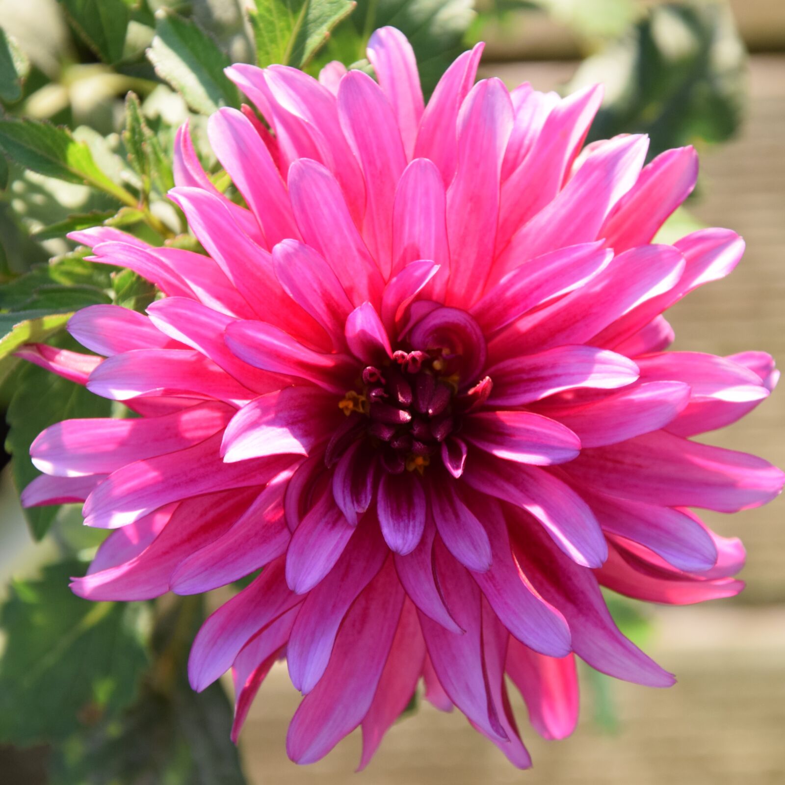 Nikon D5300 sample photo. Blossom, bloom, dahlia photography