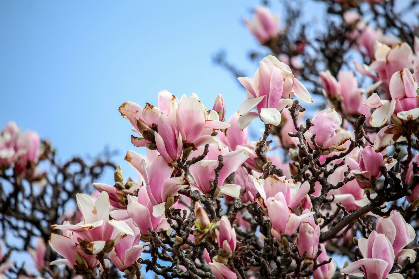 Canon EOS 700D (EOS Rebel T5i / EOS Kiss X7i) sample photo. Flower, flora, nature photography