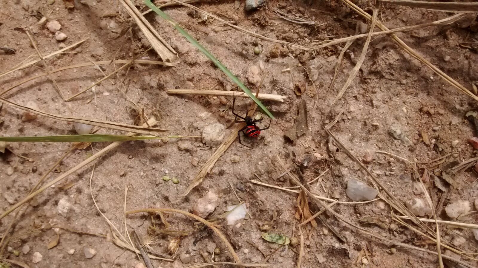 Motorola XT1032 sample photo