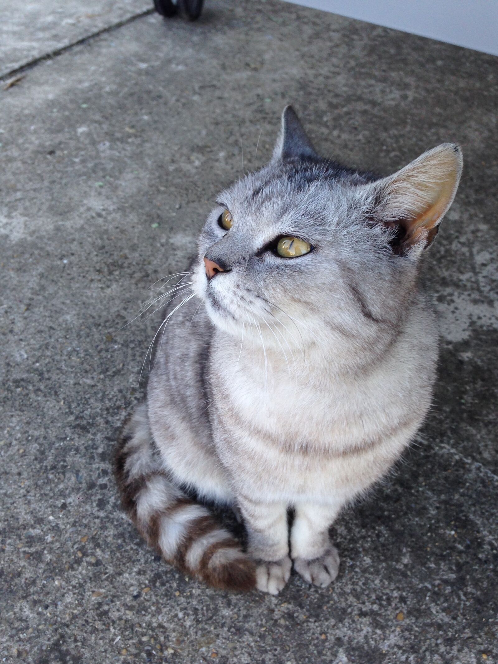 iPhone 5 back camera 4.12mm f/2.4 sample photo. Beautiful cat, cat eyes photography