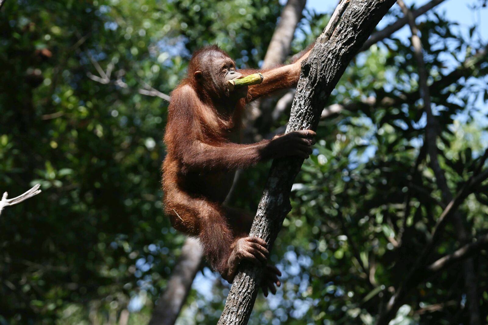 Canon EF 70-200mm F2.8L IS II USM sample photo. Orangutan, ape, climbing photography