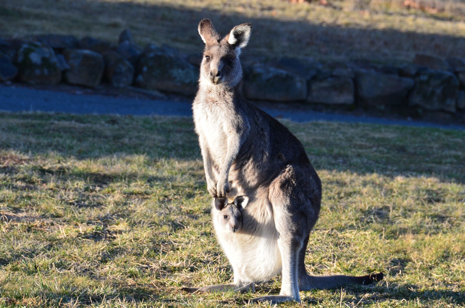 Nikon D7000 sample photo. Kangaroo, animal, wildlife photography