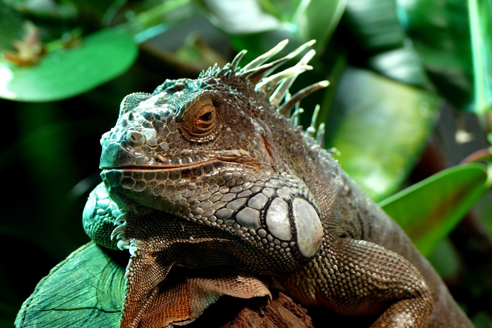 Panasonic Lumix DMC-FZ1000 sample photo. Lizard, animal, reptile photography
