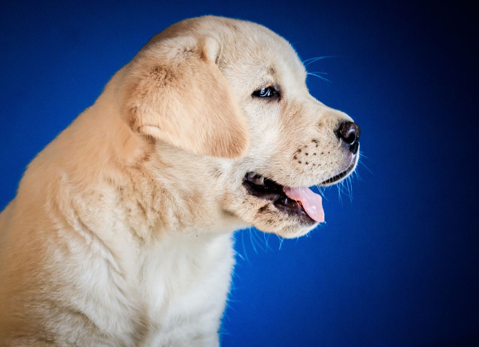 Canon EF 50mm F1.8 STM sample photo. Puppy, labrador, retriever photography